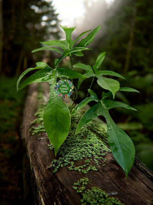 Philodendron pedatum Glad Hands - Best Pick of the Crop!