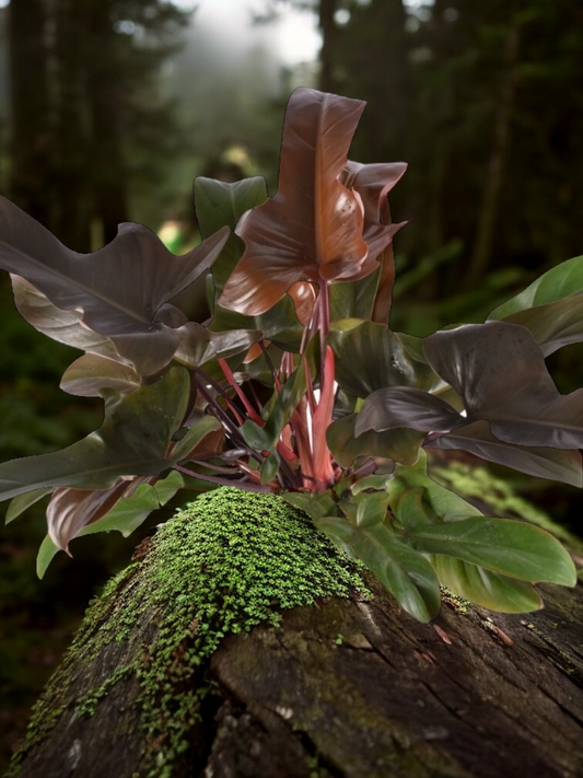 Philodendron Florida Bronze - Best Pick of the Crop!
