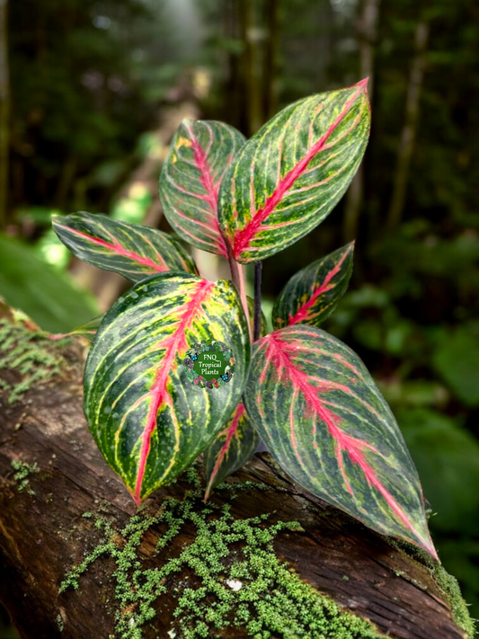 Aglaonema Red Emerald - Best Pick of the Crop!