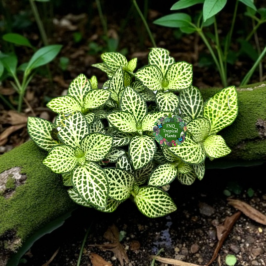 Fittonia albivenis Rosy Cloud White Star - Best Pick of the Crop