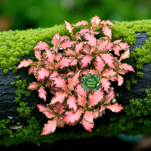 Fittonia albivenis Rosy Cloud - Best Pick of the Crop!