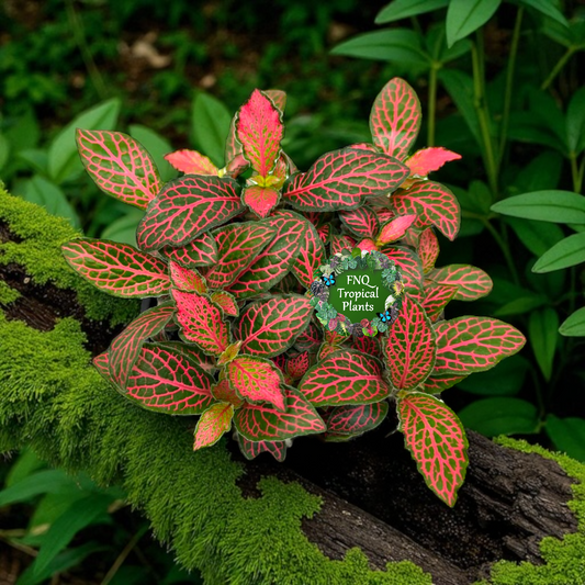 Fittonia albivenis Firetail - Best Pick of the Crop!