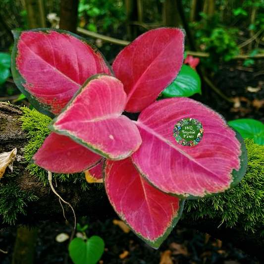 Aglaonema China Red - Best Pick of the Crop!