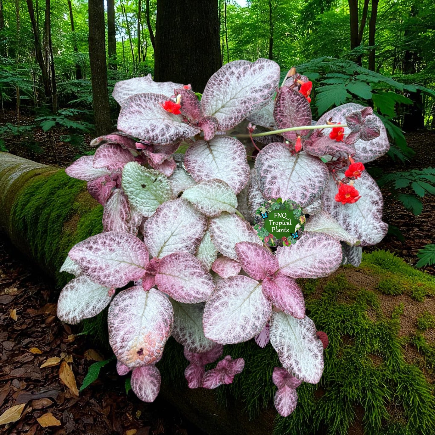 Episcia Cleopatra - Best Pick of the Crop!