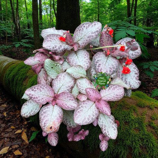 Episcia Cleopatra - Best Pick of the Crop!