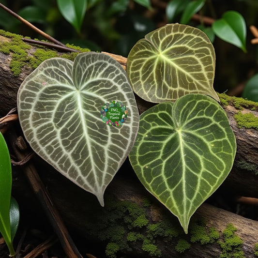 Anthurium clarinervium 'King' - Rarely Offered B34