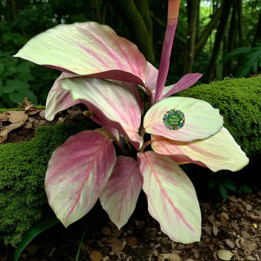 Calathea Silver Plate - Best Pick of the Crop!