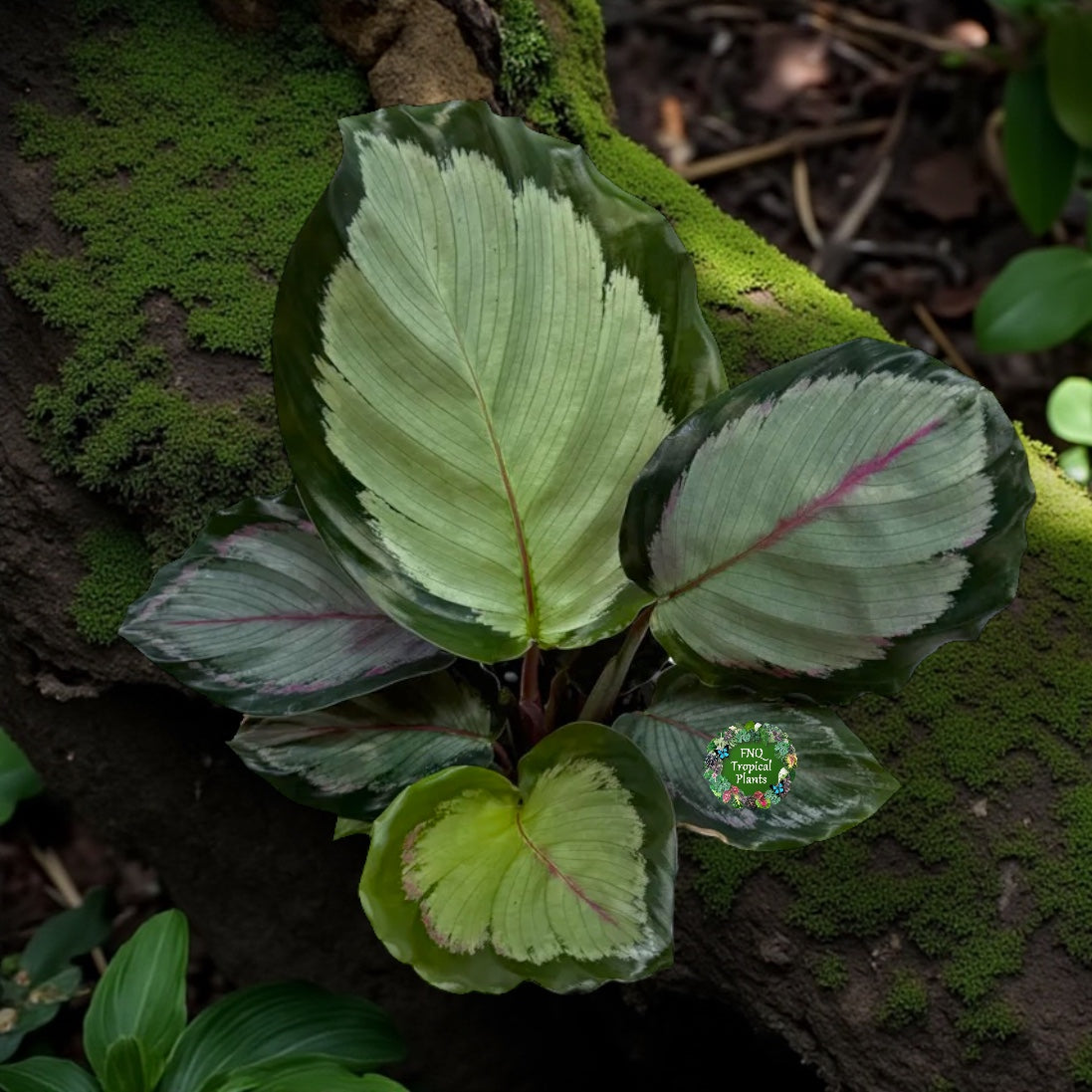 Calathea Northern Lights - Best Pick of the Crop!
