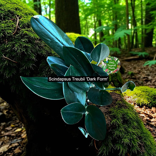 Scindapsus Treubii Dark Form - Best Pick of the Crop!