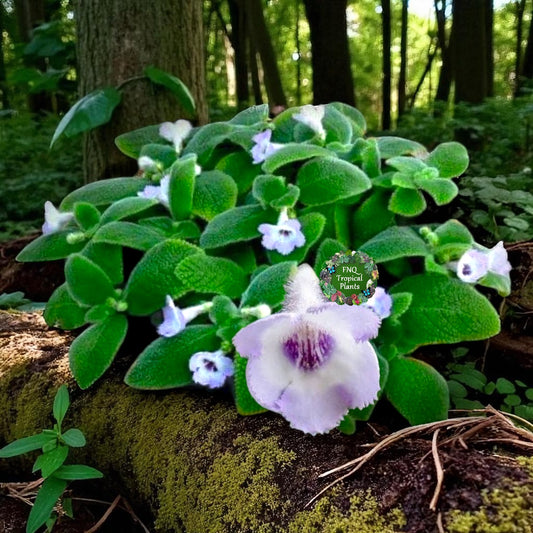 Episcia fimbriata 'Blue Heaven' - Rarely Offered B72