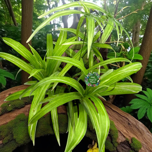 Cyperus albostriatus variegatus 'Dwarf Striped Umbrella Plant' - Best Pick of the Crop!