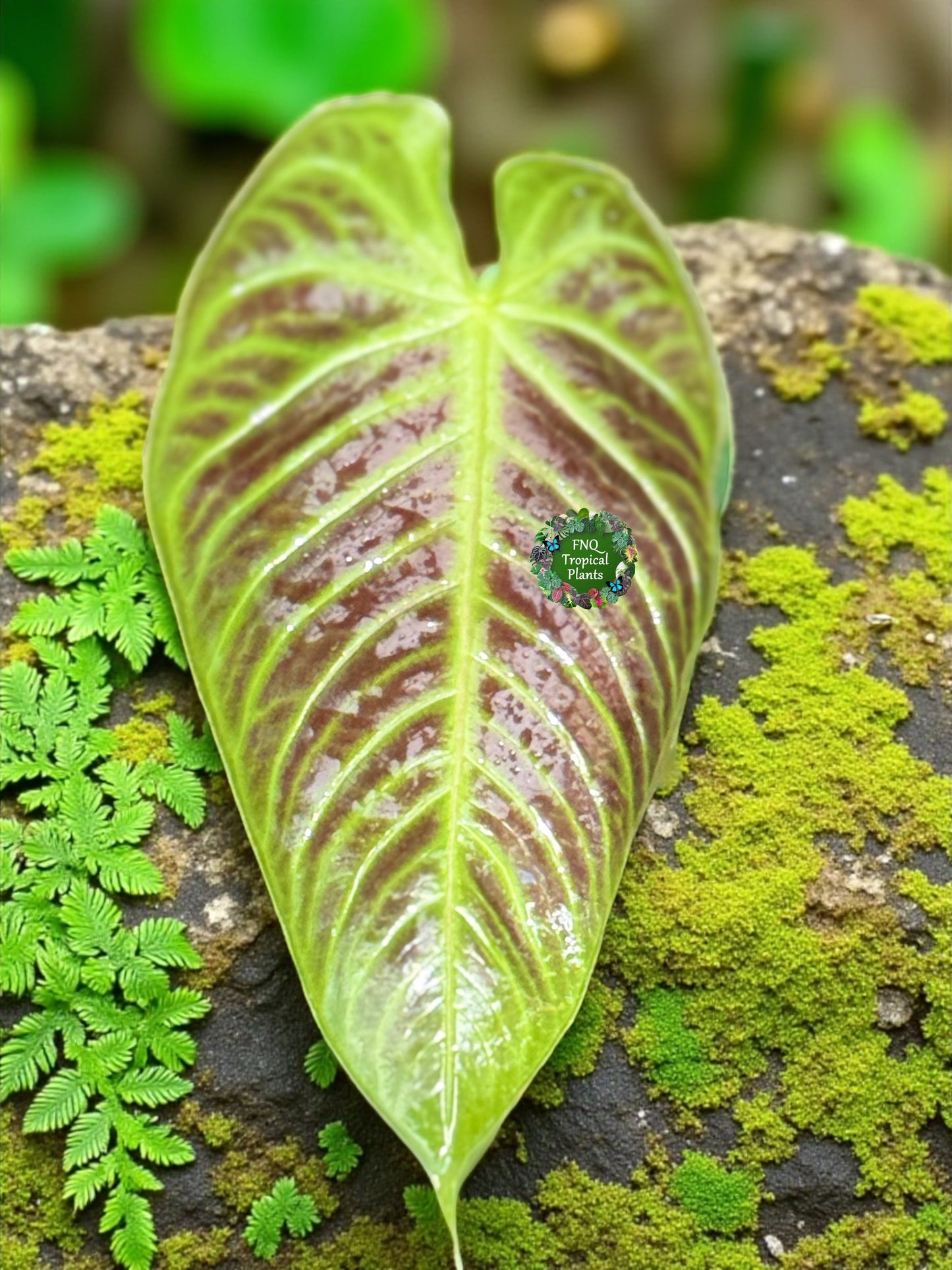 Anthurium Purple Mama 'Purple Velvet x Marmoratum' F81
