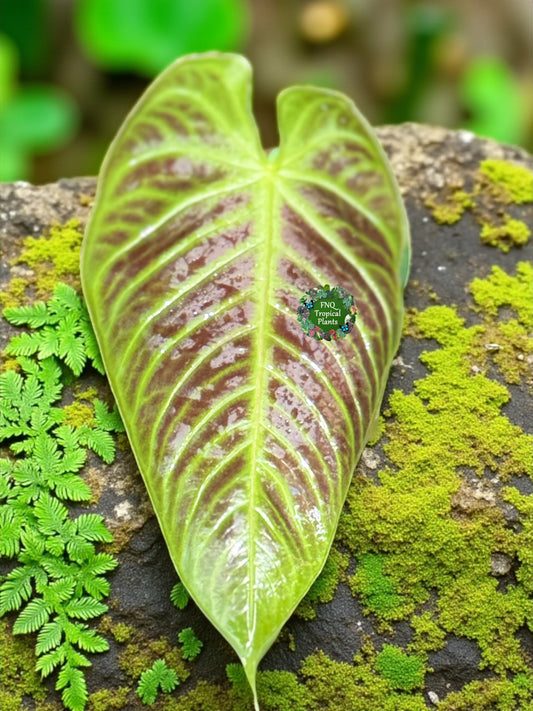 Anthurium Purple Mama 'Purple Velvet x Marmoratum' F81