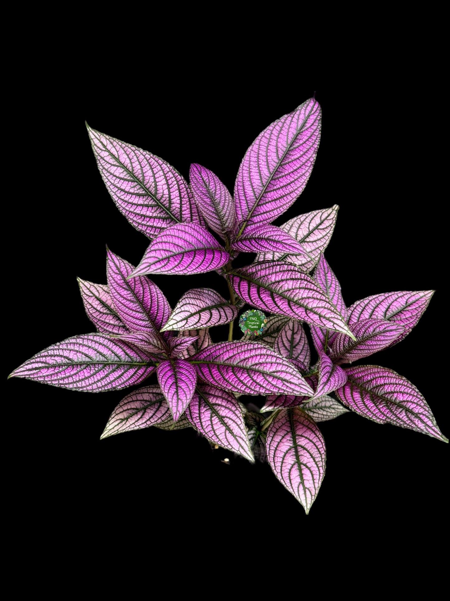 Strobilanthus Dyerianus 'Persian Shield' - Best Pick of the Crop!