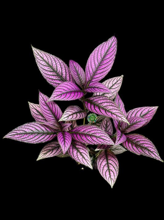 Strobilanthus Dyerianus 'Persian Shield' - Best Pick of the Crop!