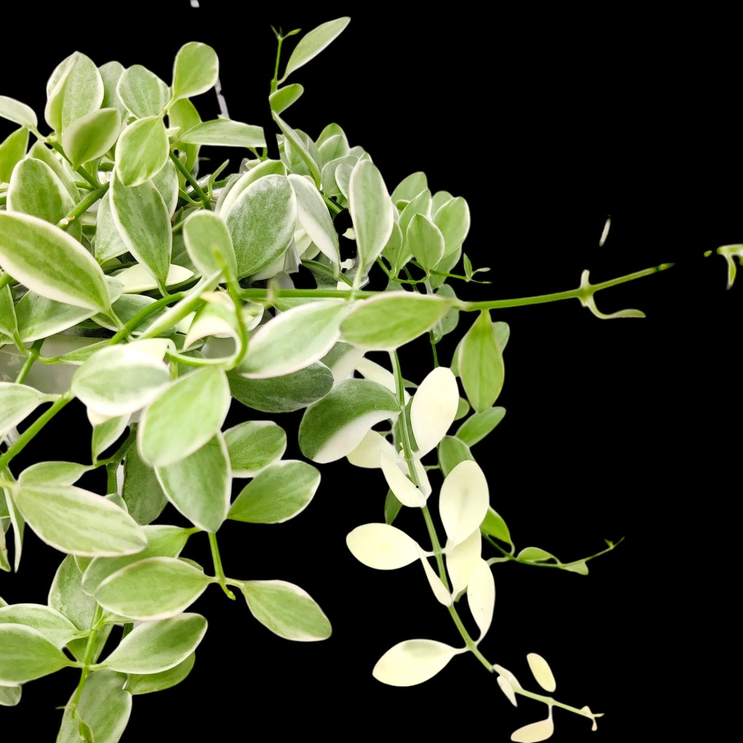 Dischidia oiantha variegata - Best Pick of the Crop!