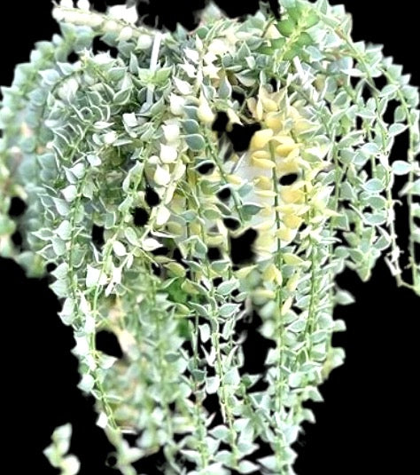 Dischidia ruscifolia variegata - Million Hearts - Best Pick of the Crop!