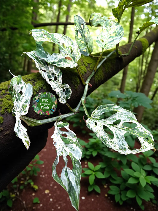 Monstera Adansonii Variegated Mottled Mint - Best Pick of the Crop!