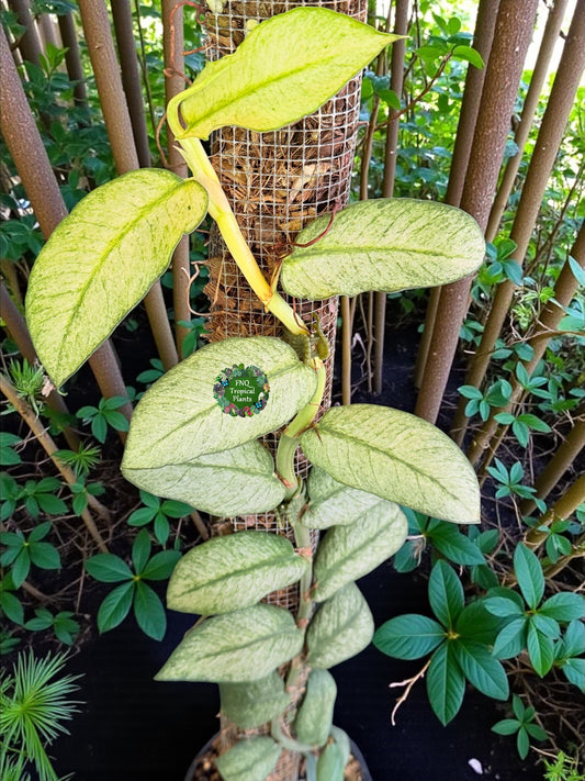 Rhaphidophora 'Hongkongensis Variegated' - Rarely offered G30