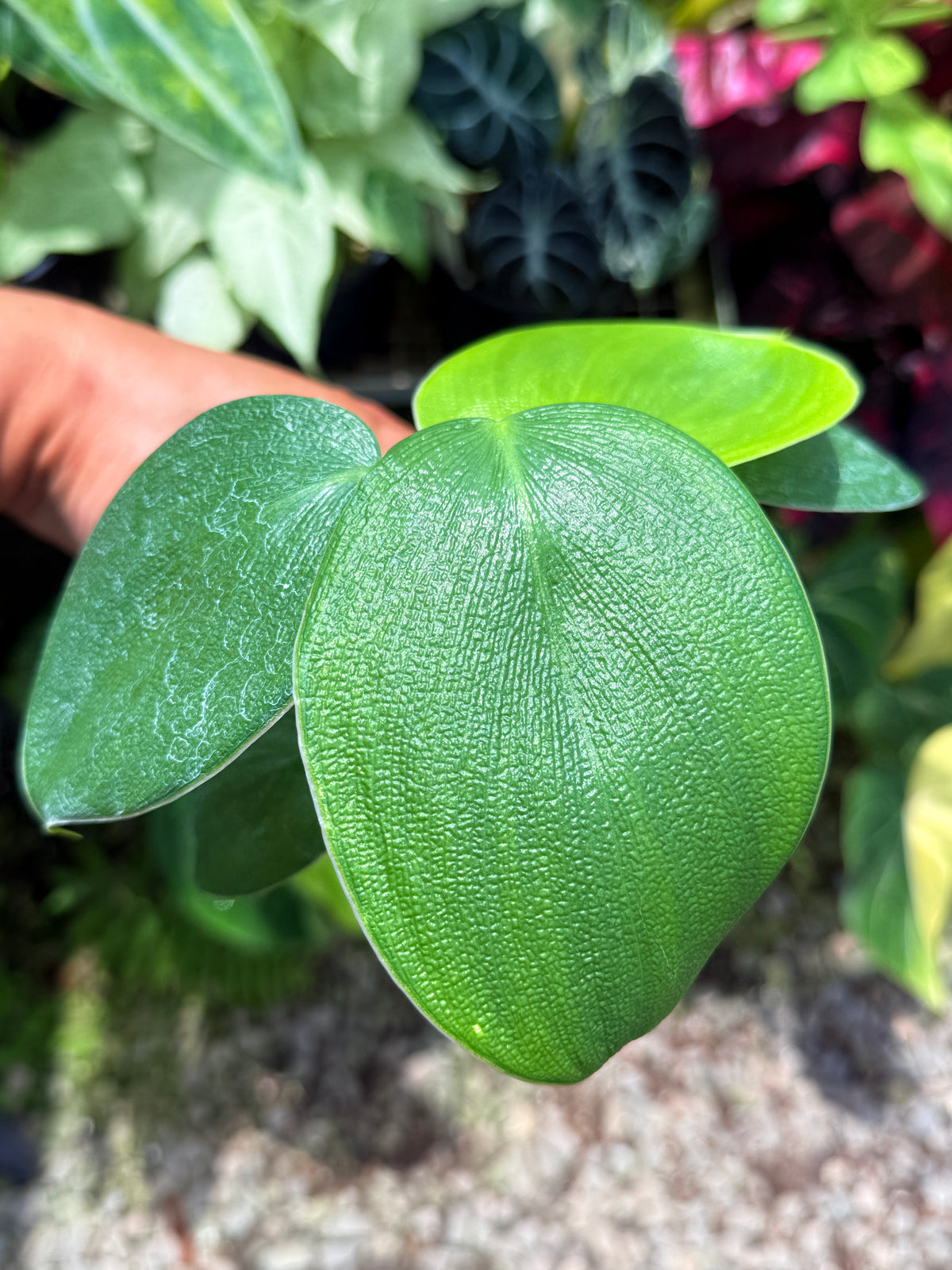 Philodendron rugosum aka  Pigskin Philodendron U11