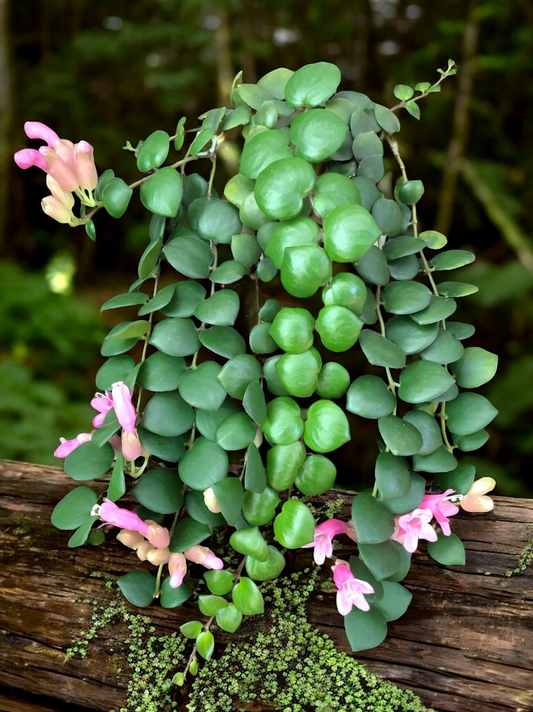 Aeschynanthus Thai Pink aka Pink Lipstick Plant - Best Pick of the Crop!
