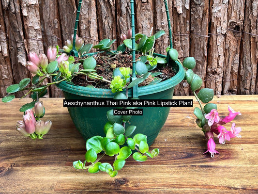 Aeschynanthus Thai Pink aka Pink Lipstick Plant S67