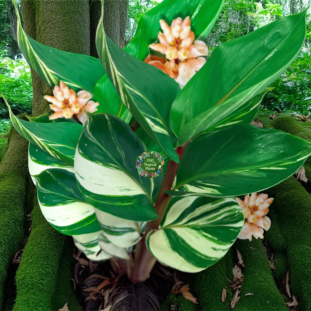Pleuranthodium schlecteri 'Variegated Dwarf Ginger' - Rarely Offered F59