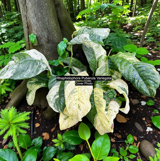 Rhaphidophora Puberula Variegata C66