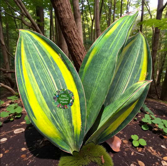 Sansevieria masoniana 'Variegated Whale Fin' - Best Plant in Stock.