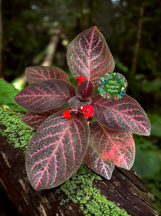 Episcia Kee Wee (Red Flowering) - Best Pick of the Crop!