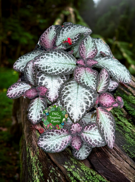 Episcia Pink Acajou - Best Pick of the Crop!