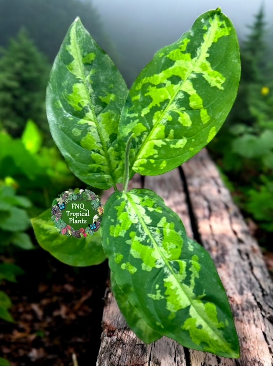 Aglaonema Pictum Tricolour - Best of the Crop!