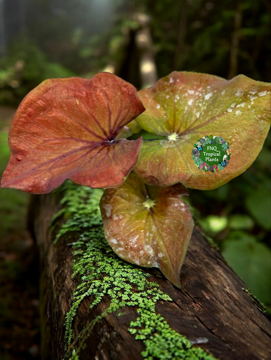 Caladium Ebony - Best Pick of the Crop!