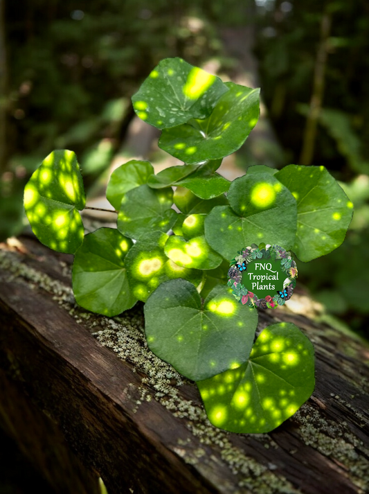 Farfugium japonicum - Firefly Leopard Plant (Standard) - Best Pick of the Crop!