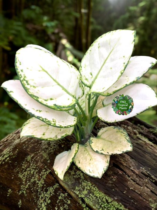 Aglaonema Super White - Best Pick of the Crop!