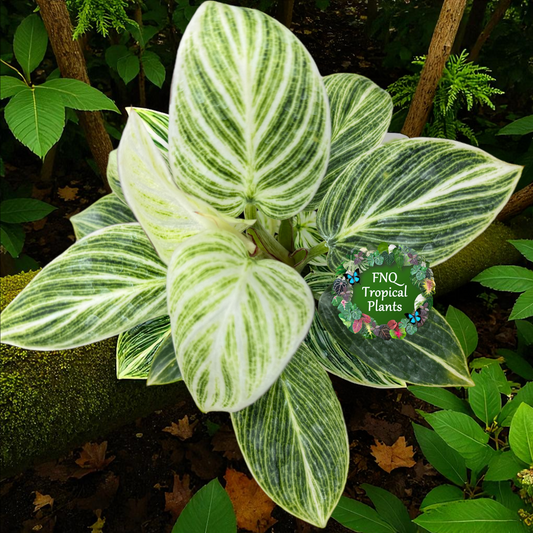 Philodendron Birkin aka 'White Wave' - Best Pick of the Crop!