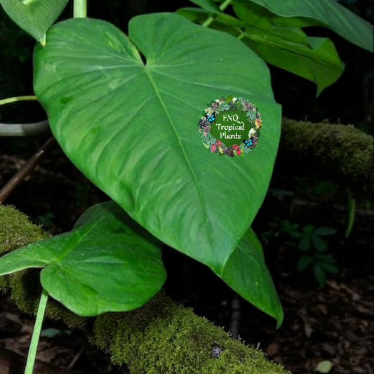 Philodendron 'Jacquinii' A67