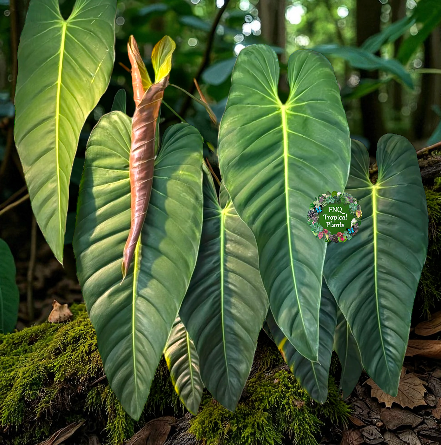 Philodendron 'Esmeraldense' A72