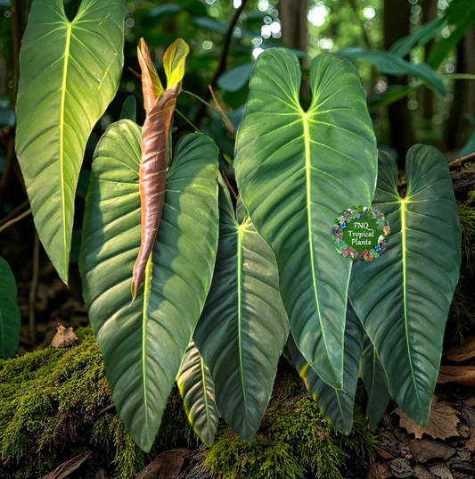 Philodendron 'Esmeraldense' A72