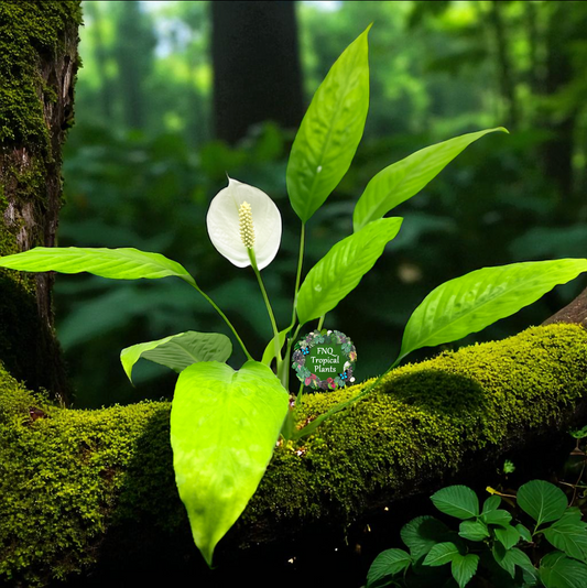 Spathiphyllum 'Golden' - Best Pick of the Crop!