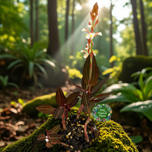 Ludisia discolor 'Jewel Orchid' - Best Pick of the Crop!