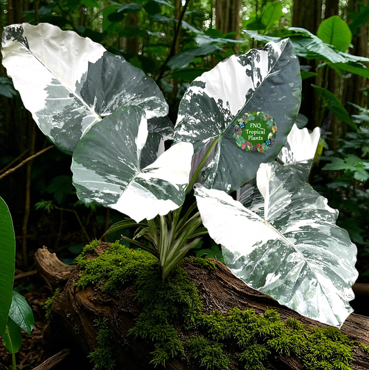 Alocasia Macrorrhiza Variegata - Best Pick of the Crop!