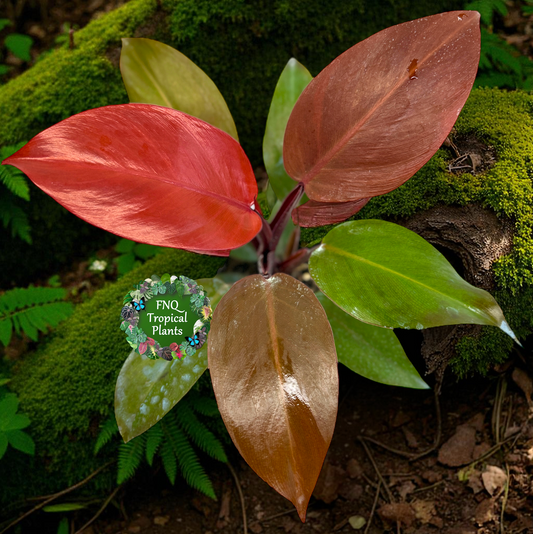 Philodendron 'Blood Luna' - Best Pick of the Crop!