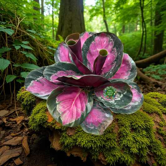 Calathea Roseopicta "Pink Star" - Bet Pick of the Crop!