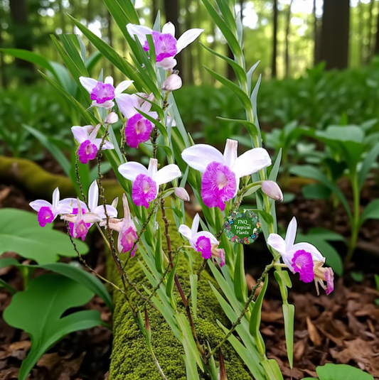 Arundina graminifolia 'Bamboo Orchid' L55