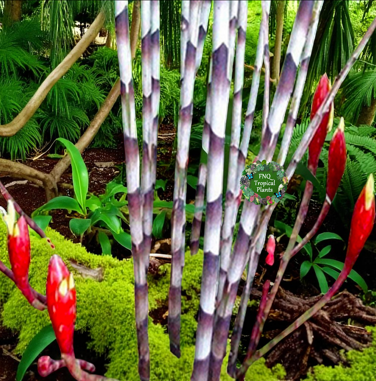 Costus stenophyllus "Bamboo Ginger" - Best Pick of the Crop!