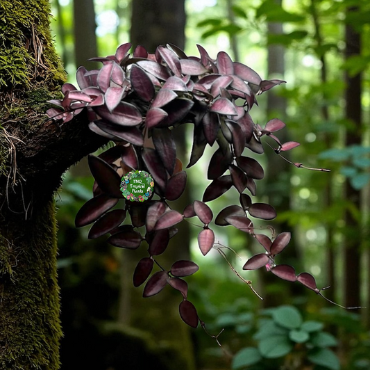 Hoya 'Rosita' - Rarely Offered H31