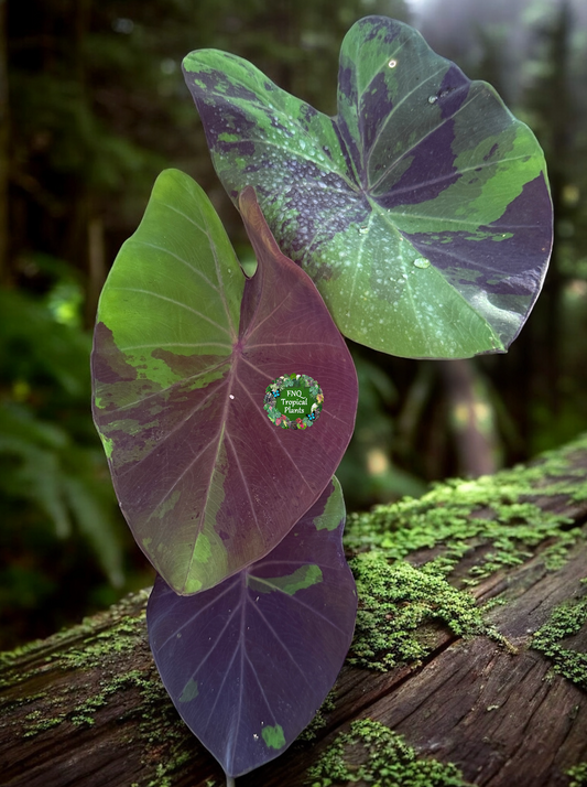 Colocasia 'Black Marble' N80