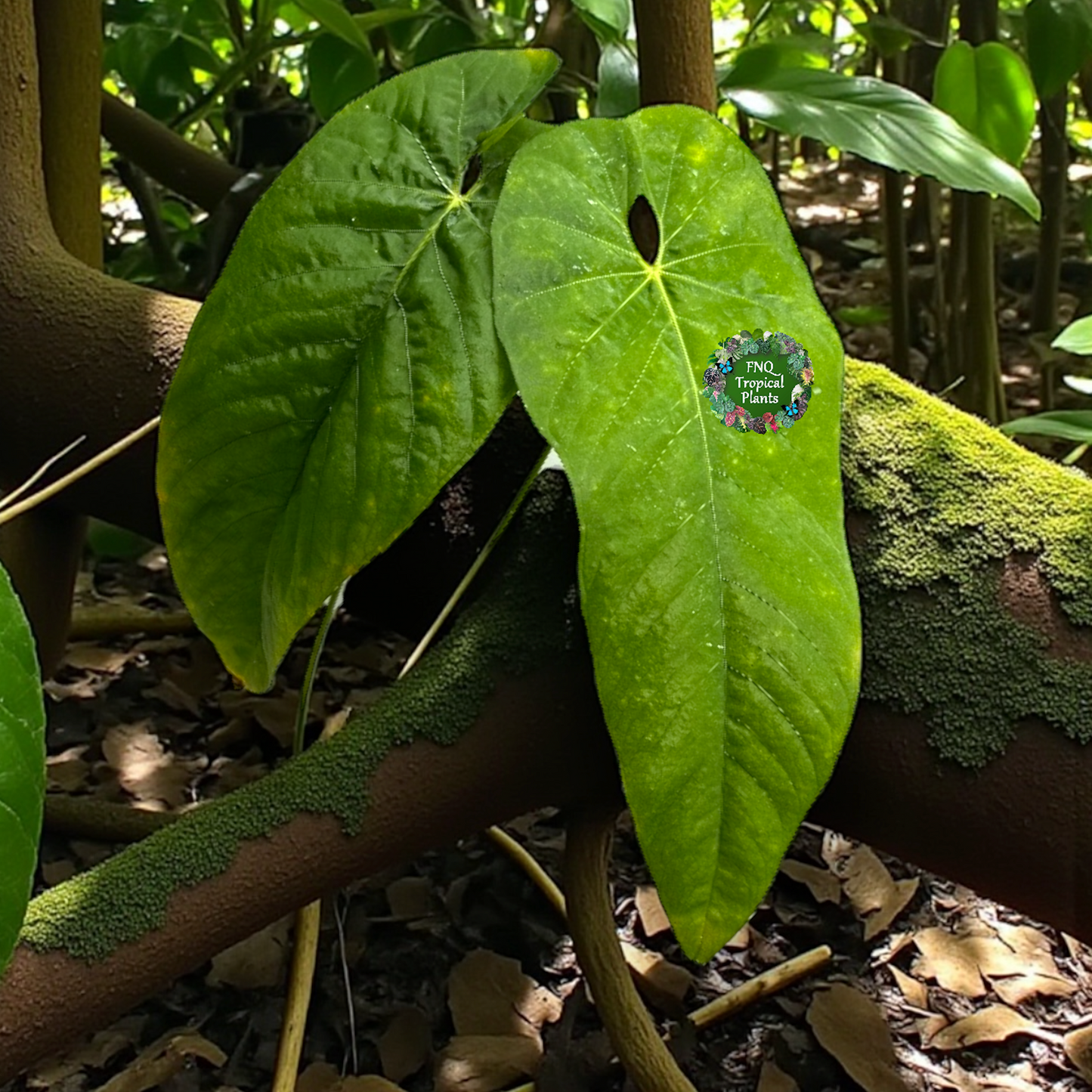 Anthurium dolichostachyum - Juvenile Form B35