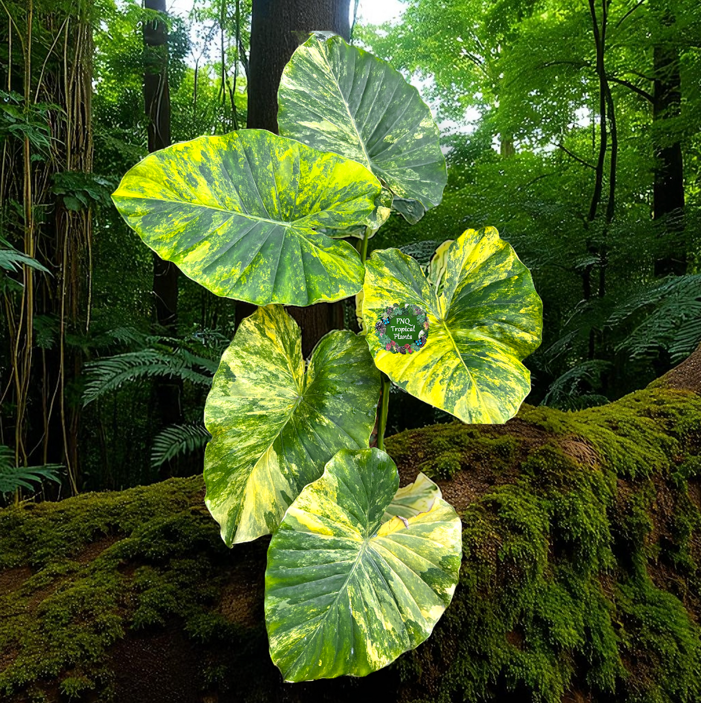 Alocasia Gageana Aurea F17